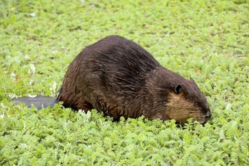 Canadian beaver near the lake. Rodents in the wild