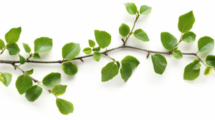 Fototapeta premium Branch with fresh green leaves, cut out