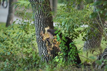 A Canadian beaver gnaws a tree near a lake. Rodents in the wild