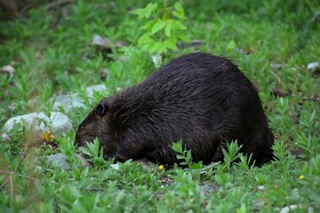 Canadian beaver near the lake. Rodents in the wild