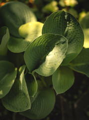 Nice green hosta plant in the garden in summer