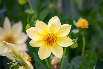 Yellow flower of a dahlia in summer, close up