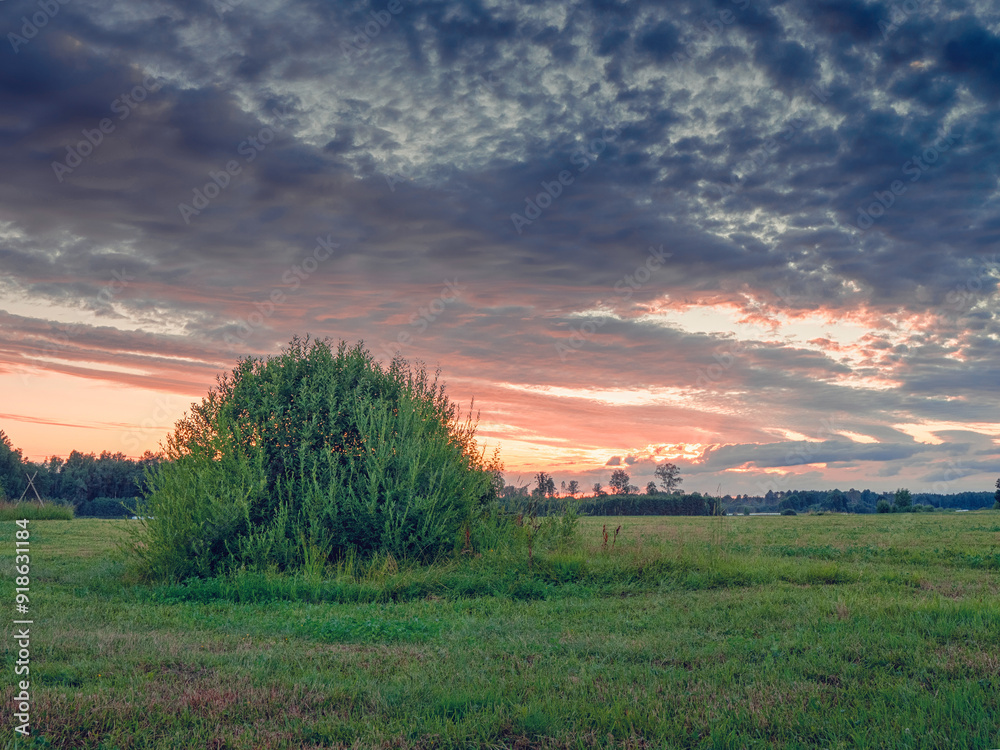 Wall mural a small tree is in a field with a cloudy sky. the sky is orange and the sun is setting. agriculture 