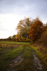 forest in autumn. yellow landscape