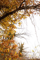 forest in autumn. yellow landscape