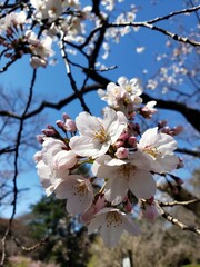 Cherry Blossoms in Tokyo, Japan
