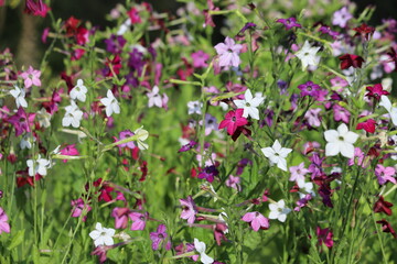 Flowering ornamental tobacco plant, Nicotiana flowers.