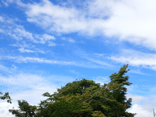 青い夏空に浮かぶ白い雲と生い茂る緑