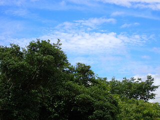 青い夏空に浮かぶ白い雲と生い茂る緑