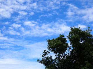 Obraz premium 青い夏空に浮かぶ白い雲と生い茂る緑