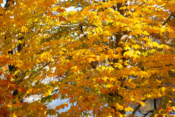 Nature in fall season. Autumnal season in the park. Seasonal leaves on tree. Natural autumn or fall season. Autumn forest nature. Nature in forest. Fall outdoor. Autumn tree. November season