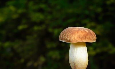 Mushroom on dark green blurred background