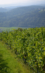 Naklejka premium View of ripening grapes in early autumn