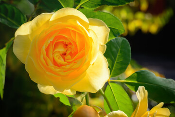 Yellow rose flower on green blurred background