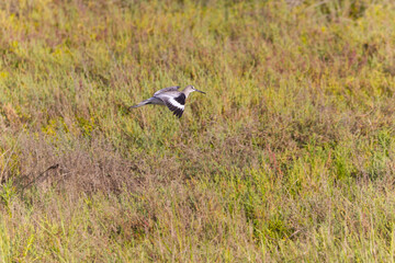 Willet Flying Low Over a Grassy Field in a Natural Habitat