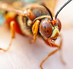Cicada Killer Wasp
