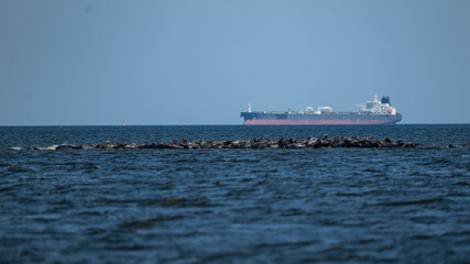 Seals in the Mewia Łacha reserve