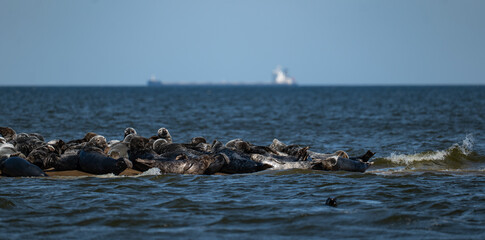 Seals in the Mewia Łacha reserve