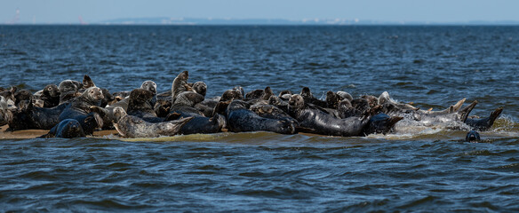 Seals in the Mewia Łacha reserve
