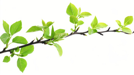 Obraz premium Fresh green foliage on a branch, cut out