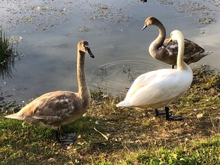 Obraz premium family of swans
