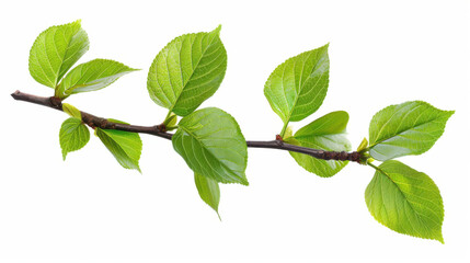 Fototapeta premium Green leaves on a branch, isolated, cut out