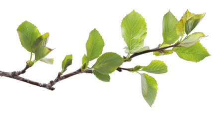 Obraz premium Green leaves on a branch, isolated, cut out