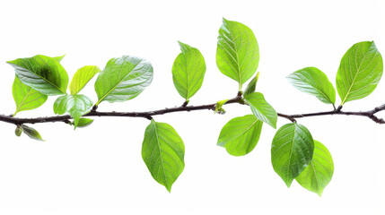 Fototapeta premium Green leaves on a branch, isolated, cut out