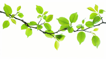 Obraz premium Isolated branch with fresh green leaves