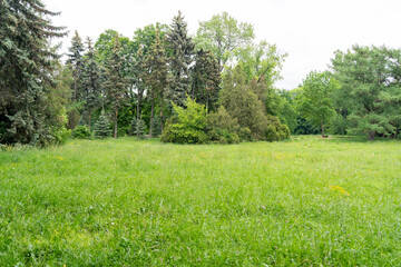 Obraz premium Spring Meadow Texture Background, Green Spring Landscape with Copy Space, Idyllic Meadow Banner