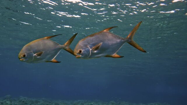 Pompano fishes swimming above a tropical coral reef in clear ocean water