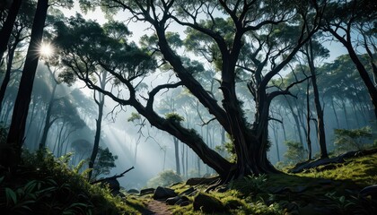 Naklejka premium Sunbeams Through The Forest.