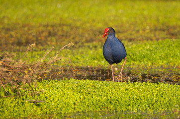 Purple Swamphen (Porphyrio melanotus) large water bird with red features.