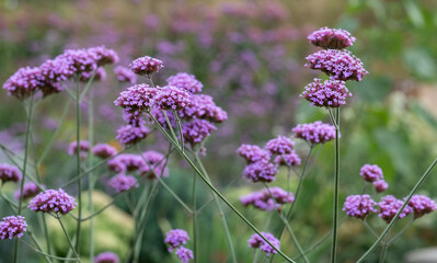 Tall insect-friendly purple verbena flowers photographed in summer at Wisley garden, Surrey UK
