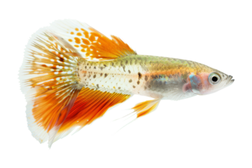 Guppy fish with flowing fin isolated
