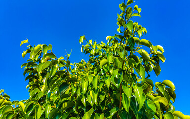 Tropical treetops trees with blue sky background Mexico.