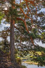 Mountain pine tree lit by the summer sun