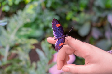 Picture of a blue butterfly with red spots on its toes in clear daylight