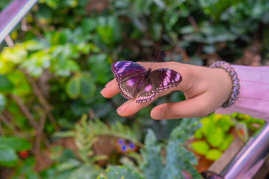 Butterfly that sits on a woman's arm in sunny weather