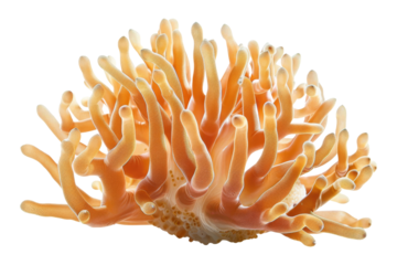 Orange Sea Anemone with Tentacles