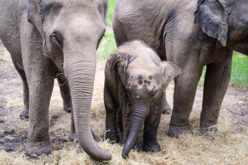 Fototapeta premium Asian baby elephant. A group of herd elephants under the protection of the adults in the herd. Popular Tourists travel and destination for visit the Elephant Family Village in Thailand.