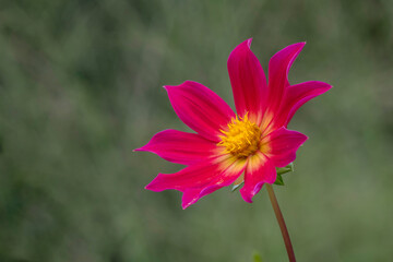 Dahlie