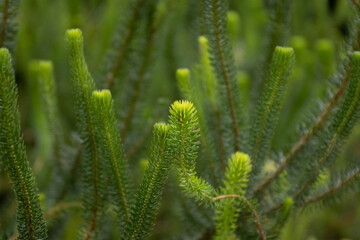 Close up Tropical Firmosses Genus Phlegmariurus
