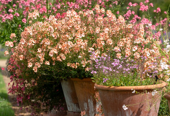 Fototapeta premium Pink Diascia Monhop Apricot flowers in terracotta flowers pots at Wisley garden, Surrey UK.