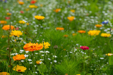Variety of bee-friendly colourful wild flowers growing at Wisley garden, Surrey, UK. 