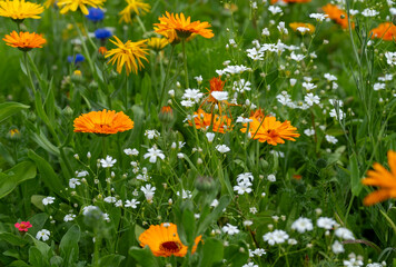 Variety of bee-friendly colourful wild flowers growing at Wisley garden, Surrey, UK. 
