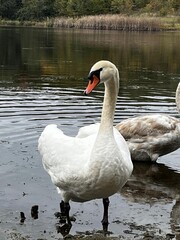 white swan on the lake
