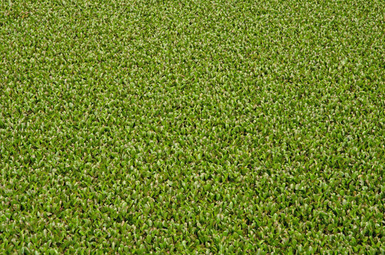 Environment impact caused by macrophytes algae after damming of the Corumb&aacute; River.for produce  electric power, which caused the destruction of the Lagoinha River. Luziania, Goias. Brazil, 2019