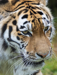 portrait of a siberian tiger