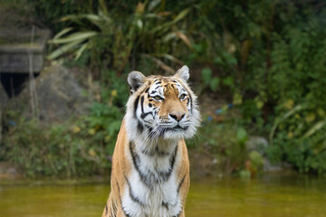 siberian tiger in the river